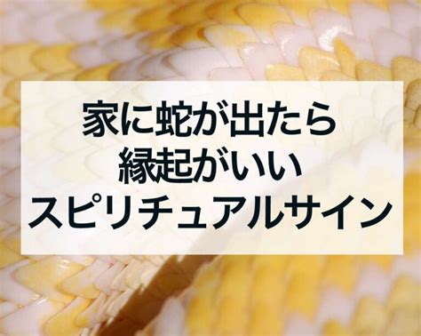 蛇 風水|【家に蛇が出たら】縁起は良い？呼び込まれる幸運4。